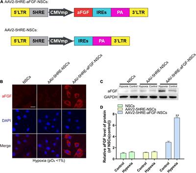 Hypoxia Response Element-Directed Expression of aFGF in Neural Stem Cells Promotes the Recovery of Spinal Cord Injury and Attenuates SCI-Induced Apoptosis